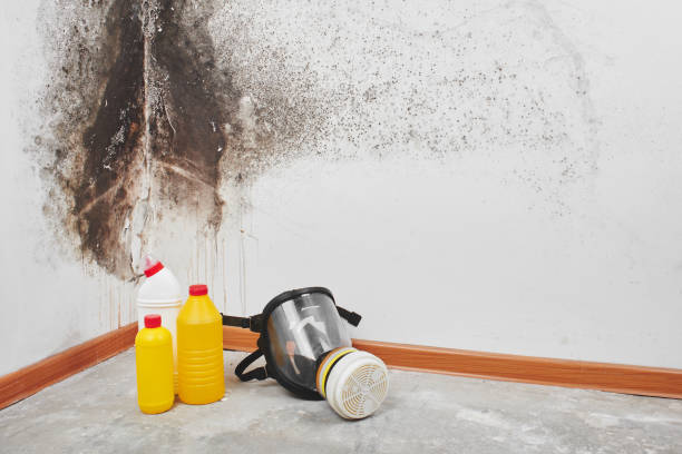 Best Crawl Space Mold Removal  in Ashburn, VA