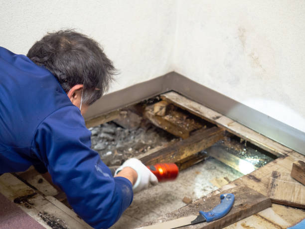 Best Mold Damage Repair  in Ashburn, VA
