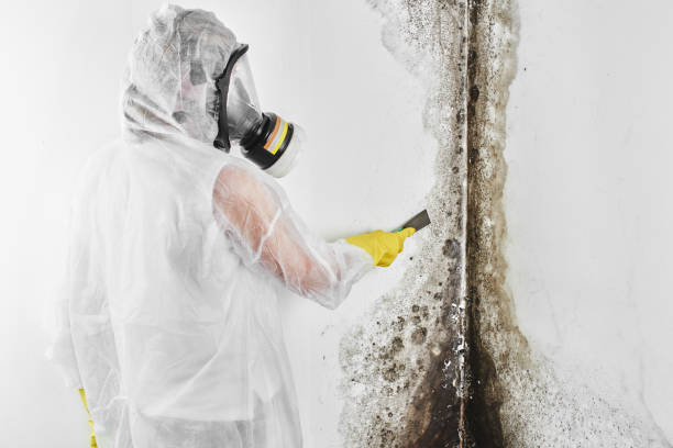 Attic Mold Removal in Ashburn, VA