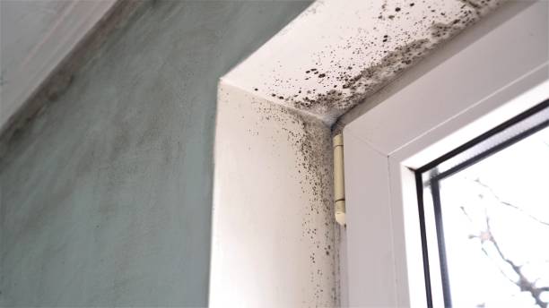Best Professional Mold Removal  in Ashburn, VA