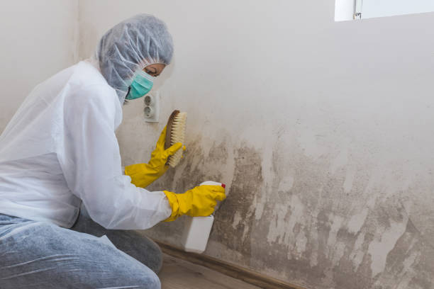 Best Mold Testing and Removal  in Ashburn, VA