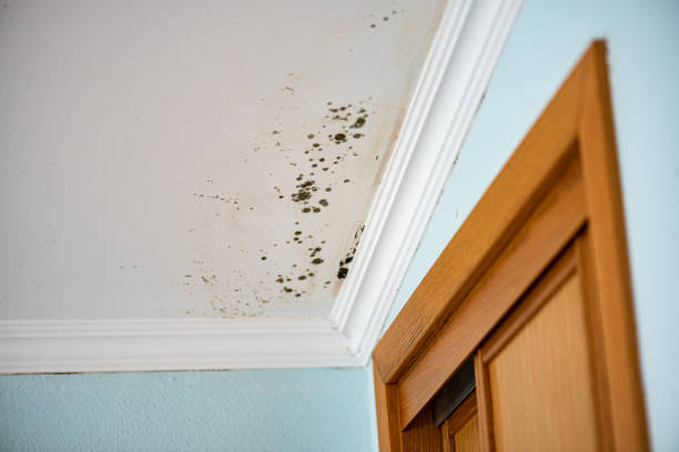  Ashburn, VA Mold Removal Pros