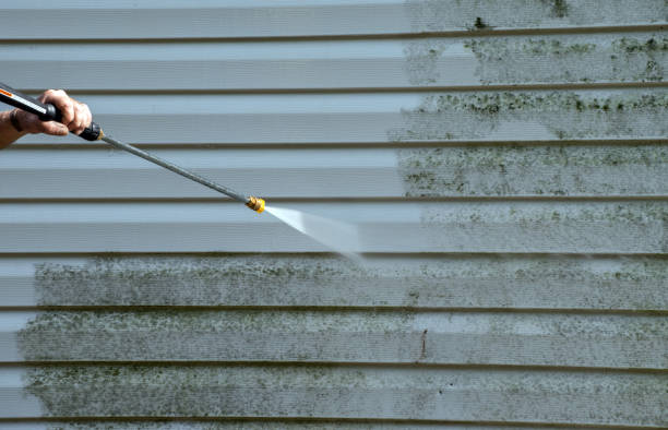 Trusted Ashburn, VA Mold Removal Experts