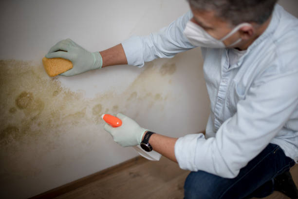 Best Home Mold Removal  in Ashburn, VA