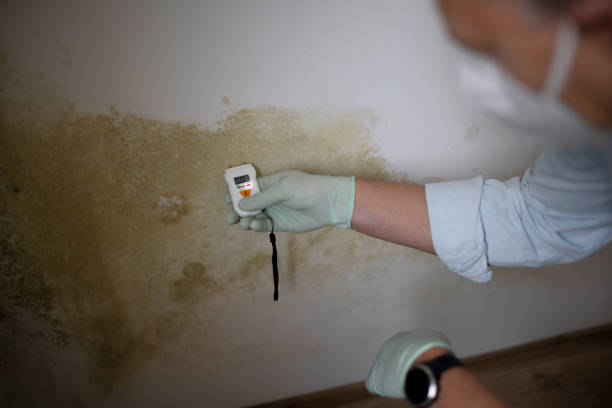 Best Mold Removal Near Me  in Ashburn, VA