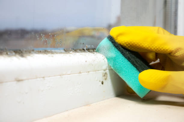 Best Toxic Mold Removal  in Ashburn, VA