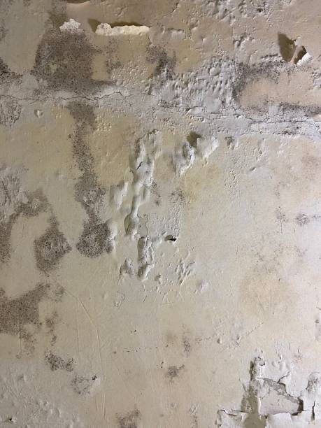 Best Professional Mold Removal  in Ashburn, VA