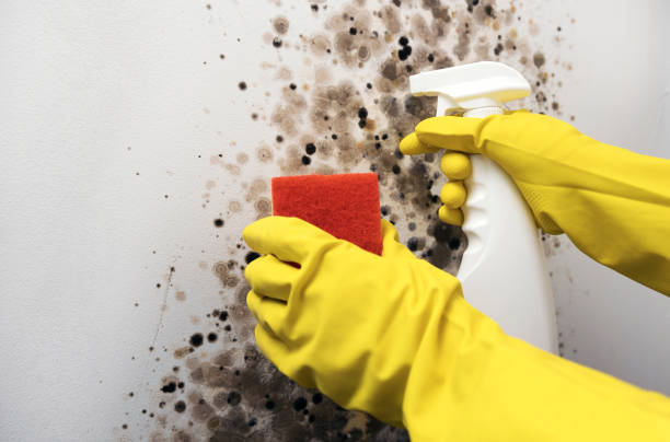 Home Mold Removal in Ashburn, VA