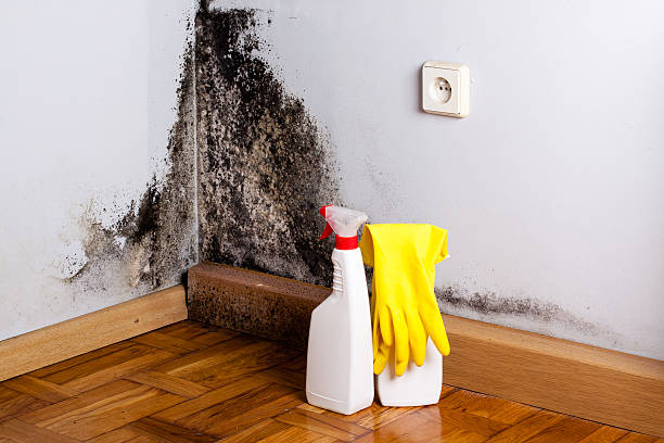 Best Residential Mold Removal  in Ashburn, VA
