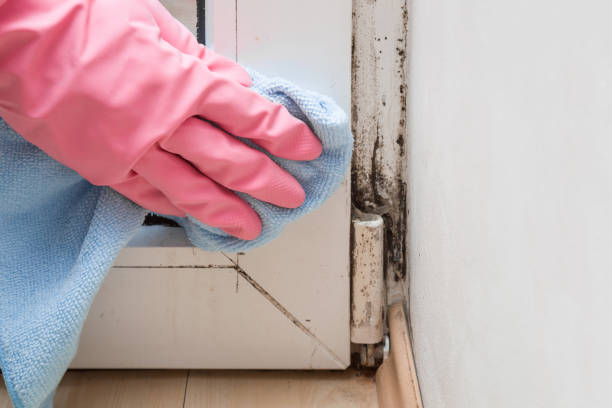  Ashburn, VA Mold Removal Pros